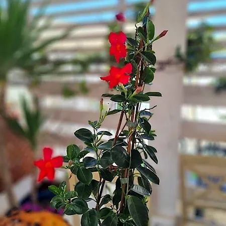 Hotel Dieci Maggio Ponza